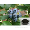 Bilberry extract for sale